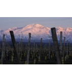 2018 Pinot Noir, Mendoza, Pulenta Estate