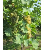 2018 Bianco di Custoza, Monte del Fra