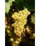 2019 Grillo, IGP Terre Siciliane, Tola