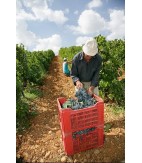 2019 Grillo, IGP Terre Siciliane, Tola