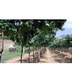 2017 Valpolicella Classico Superiore, Lena di Mezzo