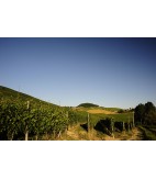 2017 Barbera d´Alba, Zabalda, La Bioca