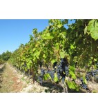 2012 Gigondas, Domaine Chevallon