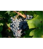 2018 Les Hauts de Lalande Rouge, IGP Carcassonne