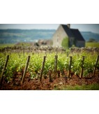 2016 Puligny Montrachet, Olivier Leflaive